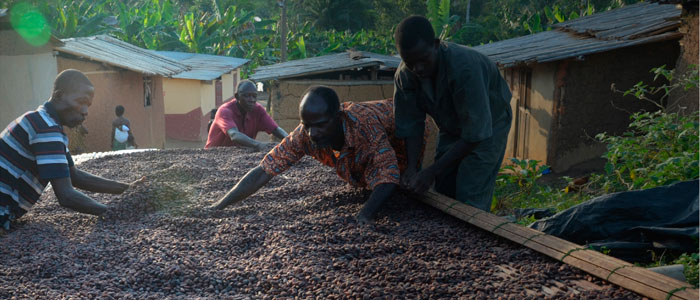 Suchard se une al proyecto sostenible de Cocoa Life
