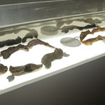 colección piezas de la expo "jewels & chocolate"