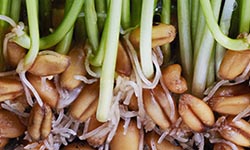 Detalle de semilla de trigo germinado