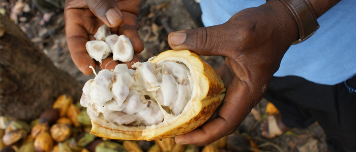 La venta de cacao de comercio justo se dispara en cinco años