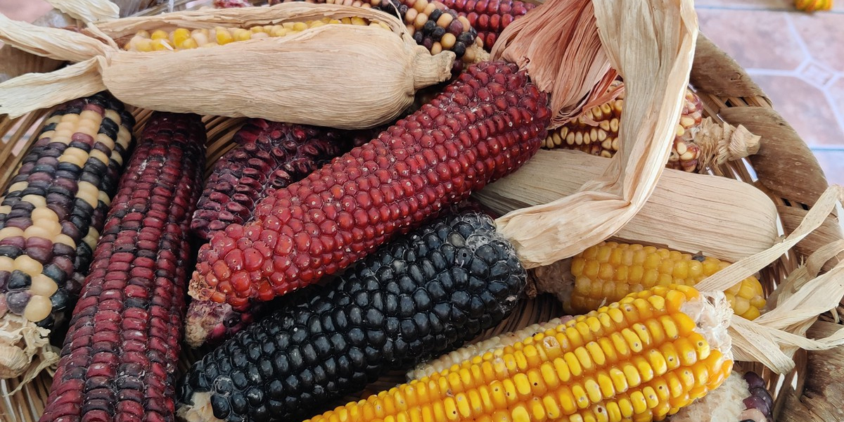 Variedades de maíz