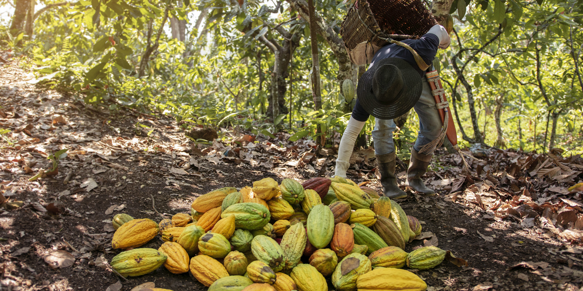 Agricultor recogiendo cacao