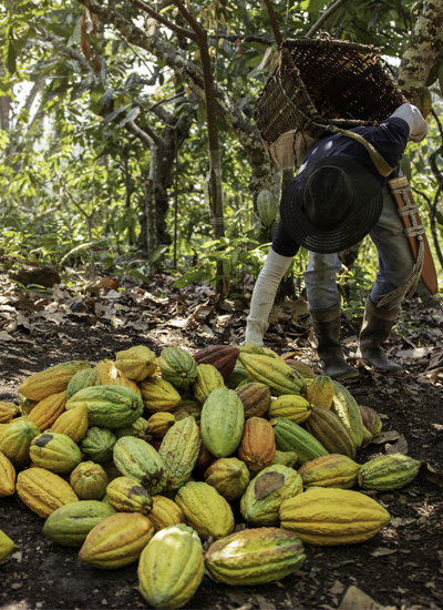 Los ingresos de los productores de cacao de Ghana siguen descendiendo según Oxfam