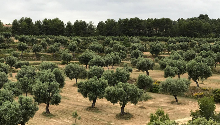 Campo de olivos