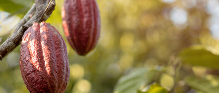 Investigadores suizos desarrollan un nuevo chocolate que sustituye azúcar por gelatina de cacao 